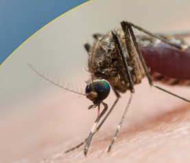 Malaria: Complete portfolio voor betrouwbare diagnostiek