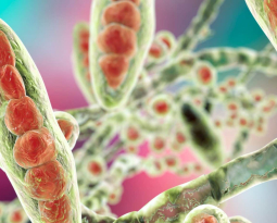 Nehmen Sie teil: Webinar über molekulare Dermatophyten Diagnostik mittels TandemPlex™-Technologie