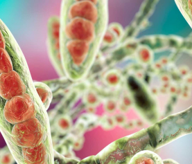 Join our Webinar about Molecular Dermatophyte Diagnostics using TandemPlex™ Technology