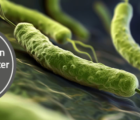 Launch-News: PCR detection of H. pylori